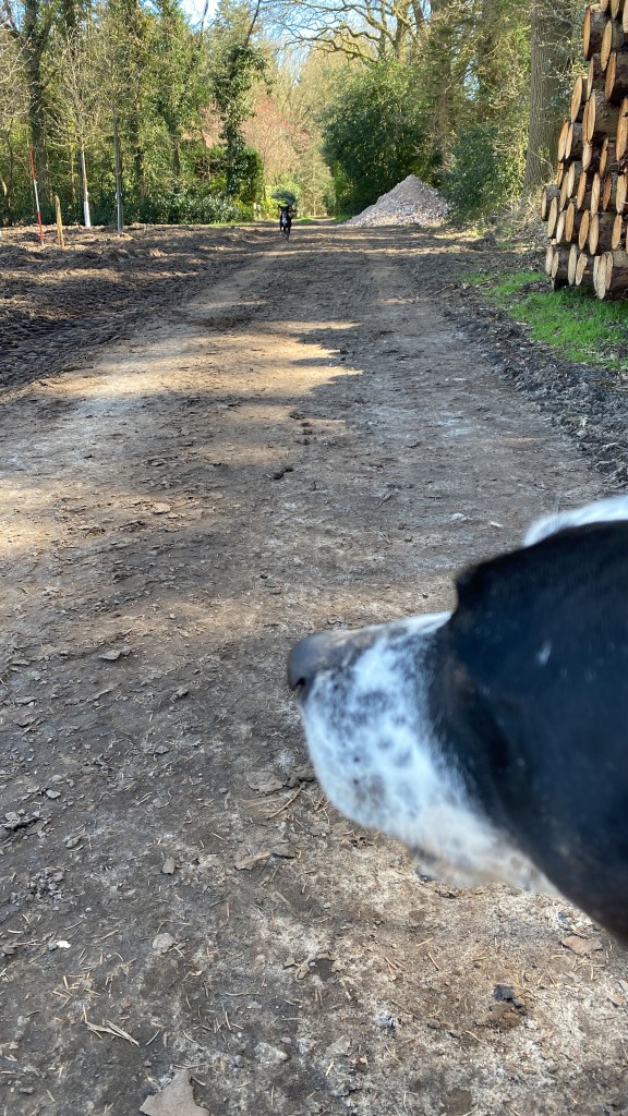 Waldweg: Im Vordergrund steht Gina und wartet auf Georgi, die entlang des Weges auf sie zugelaufen kommt. 